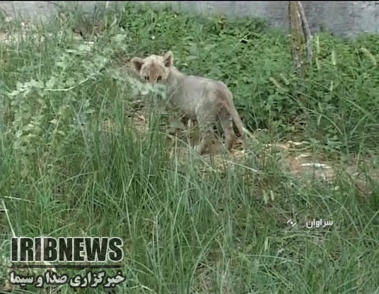 بچه شیر جنگلی در دامن پرمهر محیط بانان سراوانی بچه شیر جنگلی در دامن پرمهر محیط بانان سراوانی