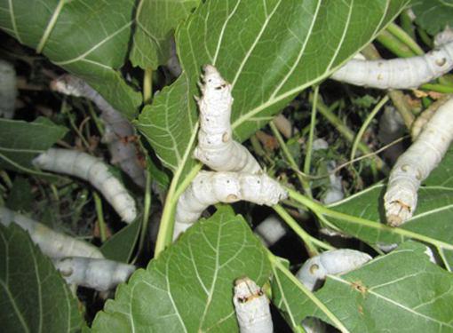 استحصال هزار و 110 پیله تر درطارم زنجان استحصال هزار و 110 پیله تر درطارم زنجان