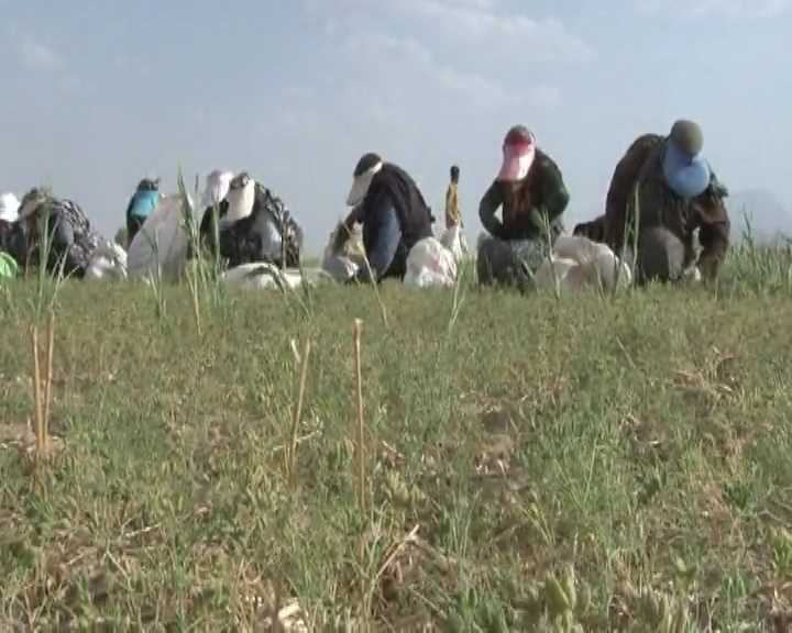 آغاز برداشت زیره در خراسان جنوبی