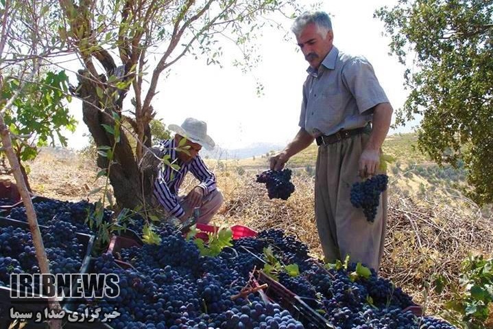 آغاز برداشت انگور ازتاکستان های دیم شهرستان سروآباد