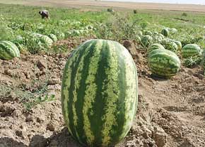 هندوانههای خنج در راه بازار شب یلدا هندوانههای خنج در راه بازار شب یلدا