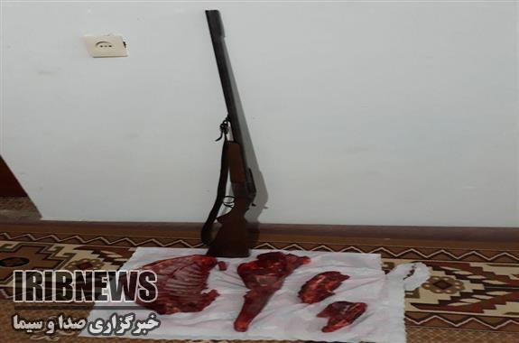 شناسایی  شکارچی شوکا