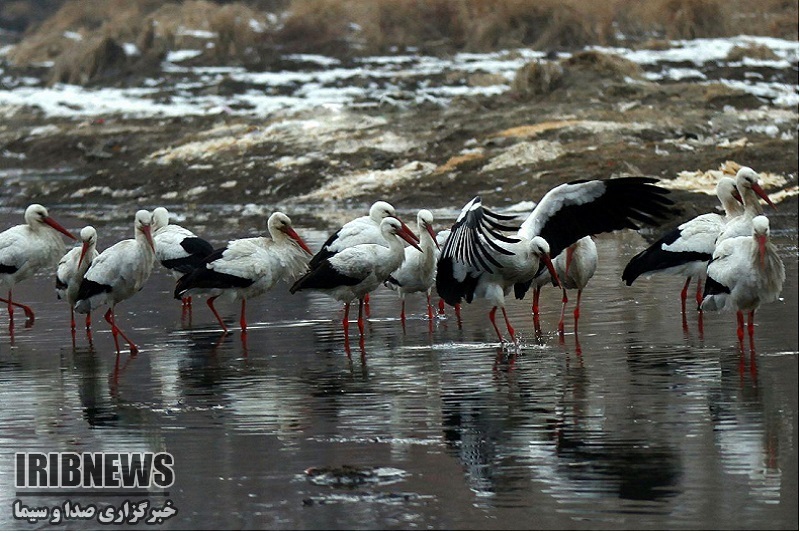 لک لک های تالاب های مهاباد قصد مهاجرت ندارند لک لک های تالاب های مهاباد قصد مهاجرت ندارند
