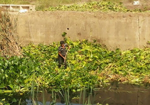 جمع آوری سنبل آبی از رودخانه های محمودآباد