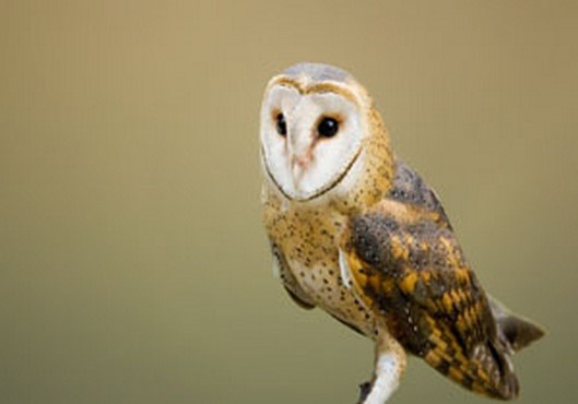 تحویل یک قطعه جغد نابالغ به محیط زیست