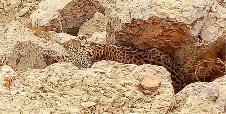 ثبت تصویر پلنگ ایرانی در پناهگاه &laquo;حیدری&raquo; نیشابور