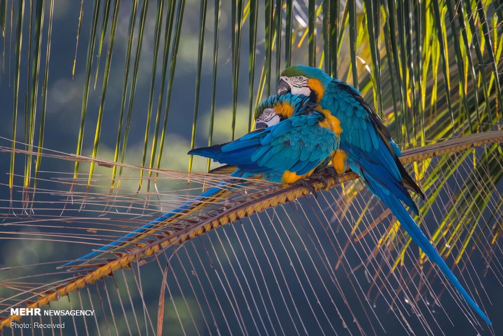 مروری بر برترین تصاویر حیات وحش مروری بر برترین تصاویر حیات وحش