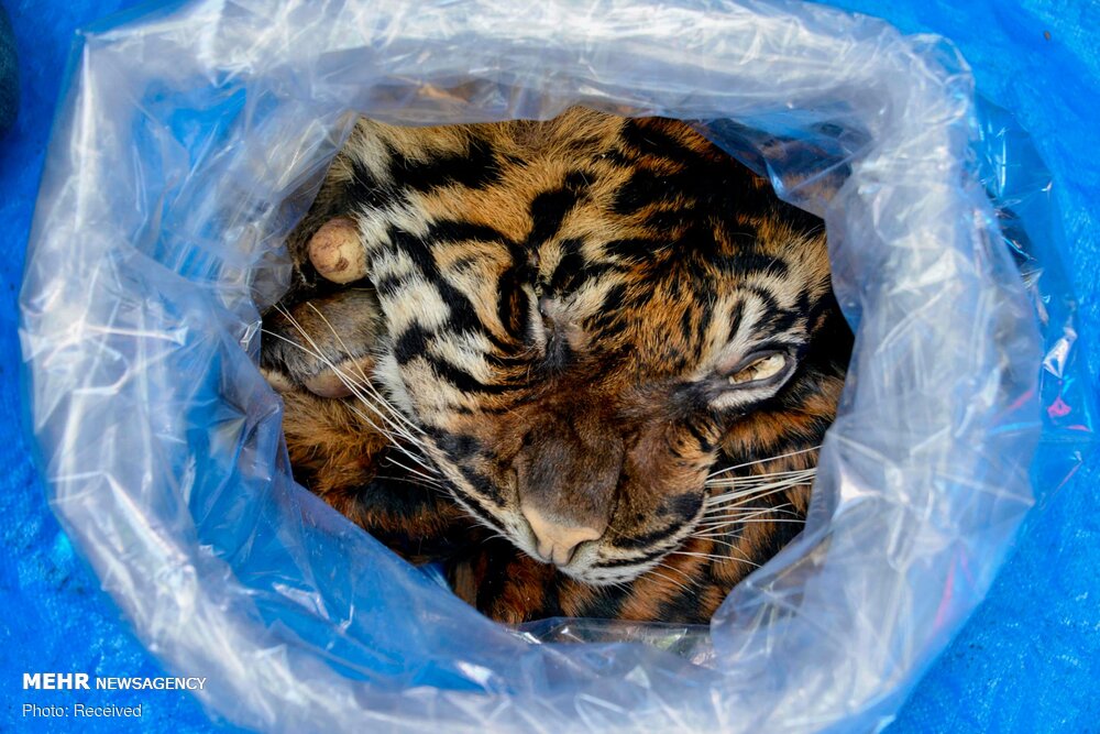 مروری بر برترین تصاویر حیات وحش مروری بر برترین تصاویر حیات وحش