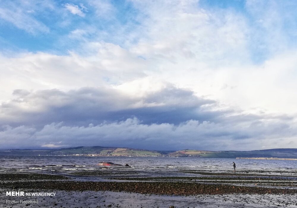 مروری بر برترین تصاویر حیات وحش مروری بر برترین تصاویر حیات وحش