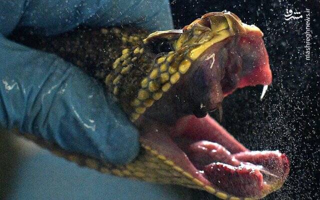 تصاویر ديدني حیات وحش