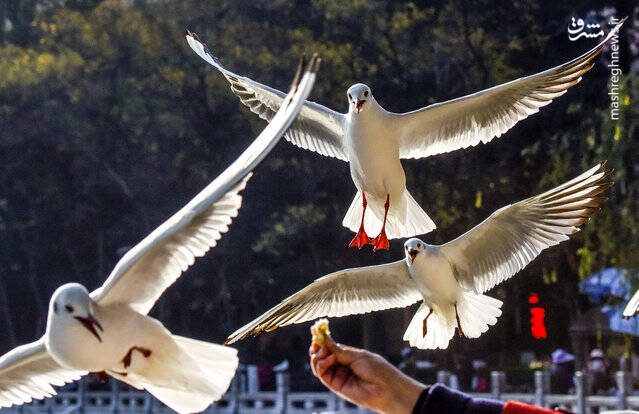 تصاویر ديدني حیات وحش