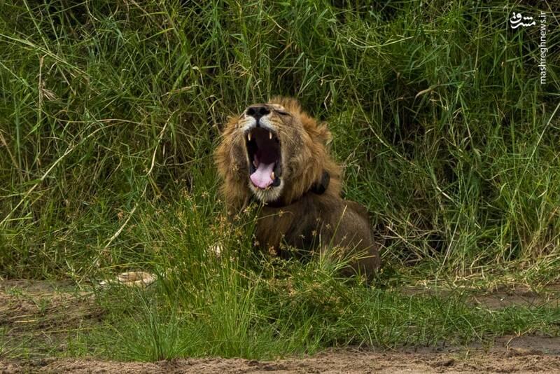 تصاویر ديدني حیات وحش