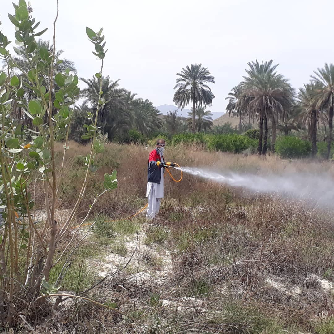 مبارزه با ملخ صحرایی در جنوب سیستان و بلوچستان