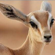 خطر انقراض 33 گونه جانوری در خراسان رضوی خطر انقراض 33 گونه جانوری در خراسان رضوی