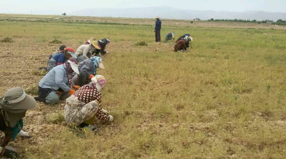 آغاز برداشت زيره سبز از سطح 500 هکتار مزارع شهرستان کاشمر