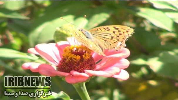 آسمان زنجان تا پایان هفته صاف است .