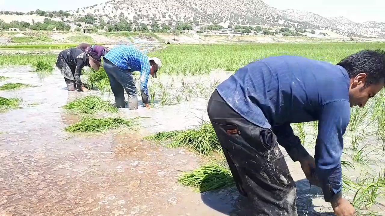 آغازنشاء کاری برنج در بخش کبگیان