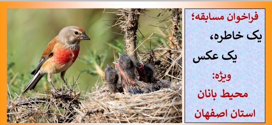 اعلام فراخوان مسابقه یک خاطره اعلام فراخوان مسابقه یک خاطره