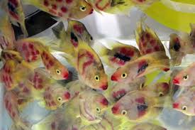 تولید 70 درصد از ماهیان زینتی استان در کاشان تولید 70 درصد از ماهیان زینتی استان در کاشان