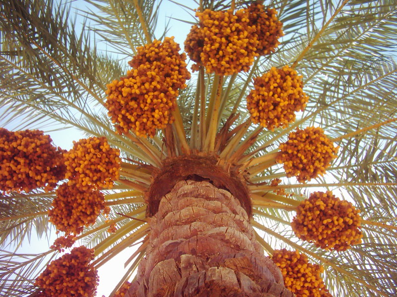 محصول نخلستانهای گراش در راه بازار محصول نخلستانهای گراش در راه بازار