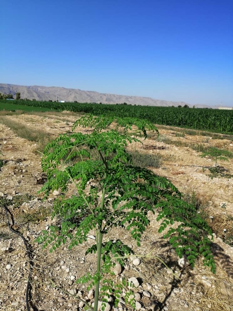کاشت درخت مورینگا در شهرستان فسا کاشت درخت مورینگا در شهرستان فسا