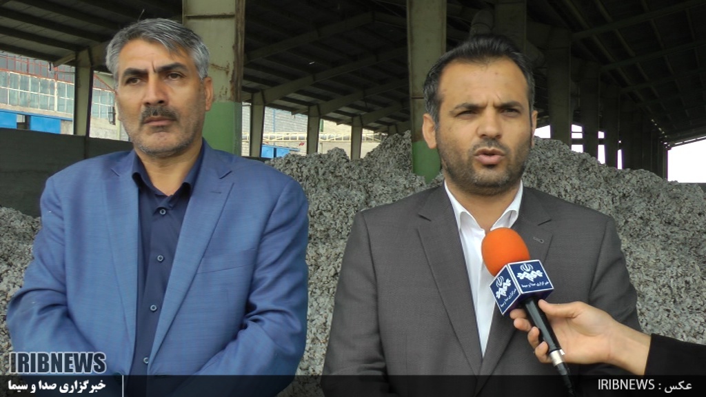 &nbsp;برداشت طلای سفید از خاک زرخیز مغان