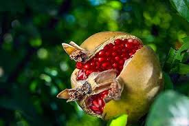 سه برابر شدن برداشت انار در بجستان