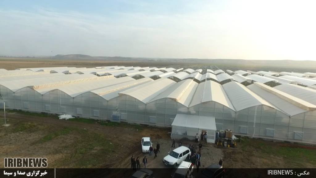 برداشت اولین محصول بزرگترین شهرک گلخانه ای کشور تا 10 روز آینده