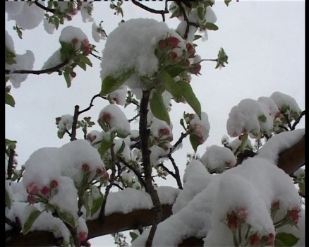 باغداران سرمازدگی باغات میوه را جدی بگیرند