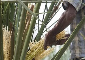 گرد افشانی نخلستان&zwnj;های جنوب فارس