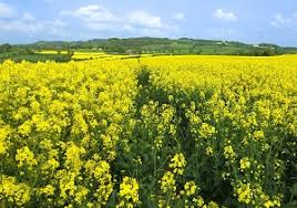 آغاز برداشت کلزا درشهرستان بستک آغاز برداشت کلزا درشهرستان بستک