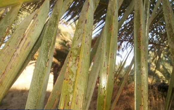 آفت زنجره خرما در کمین نخلستان&zwnj;های کازرون