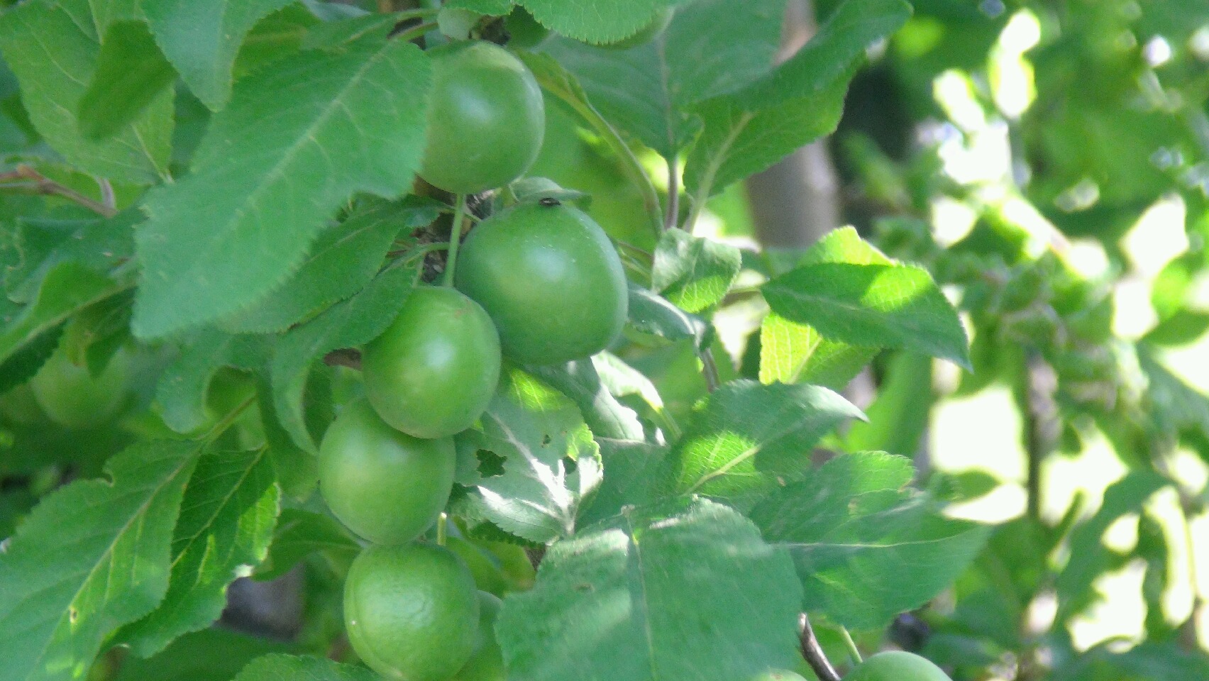 پیش بینی برداشت بیش از 500 تن آلوچه خشک در قطب آلوی شرق کشور پیش بینی برداشت بیش از 500 تن آلوچه خشک در قطب آلوی شرق کشور