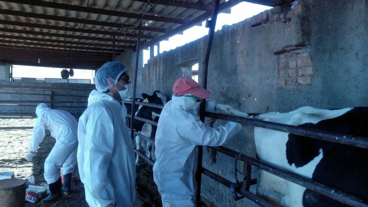 آغاز طرح واکسیناسیون تب برفکی دام سنگین در خراسان جنوبی آغاز طرح واکسیناسیون تب برفکی دام سنگین در خراسان جنوبی