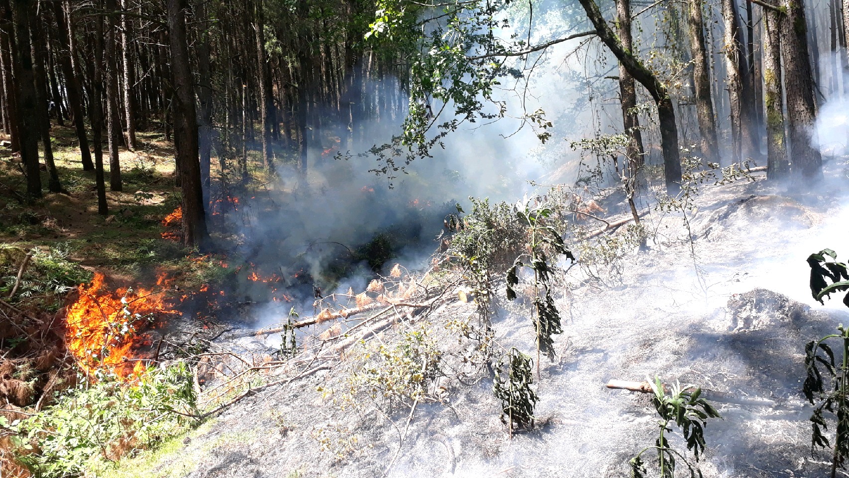 افتادن آتش به جان جنگل های رضوانشهر