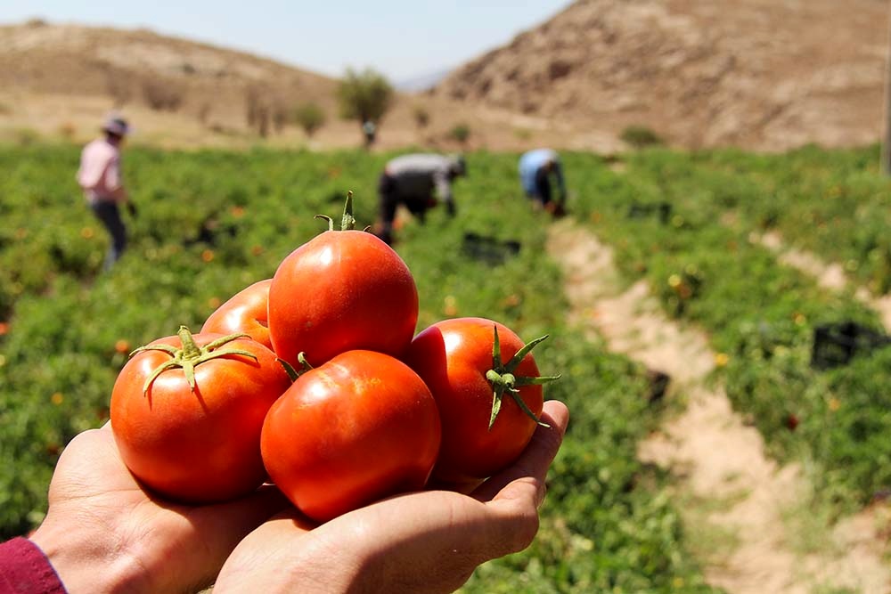 آغاز برداشت گوجه فرنگی در سرپلذهاب