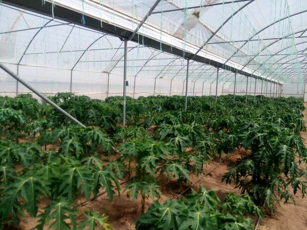 پاپایا کمی بالاتر از خط استوا