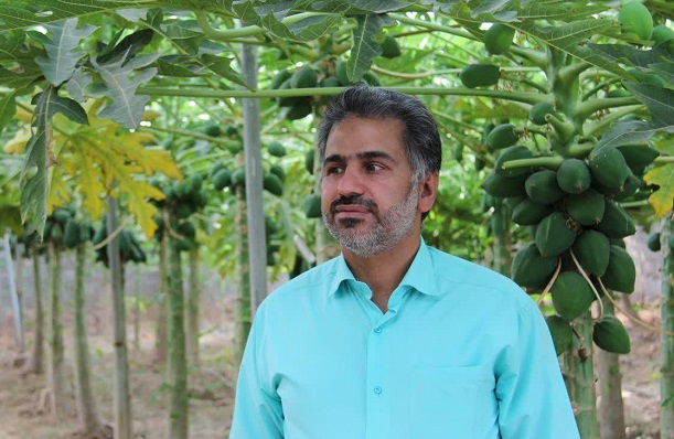 پاپایا کمی بالاتر از خط استوا