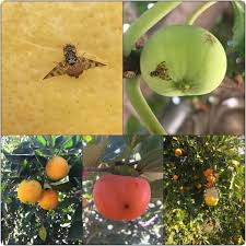 توجه باغداران میبدی به مهار آفتهای مگس مدیترانهای و کرم گلوگاه توجه باغداران میبدی به مهار آفتهای مگس مدیترانهای و کرم گلوگاه