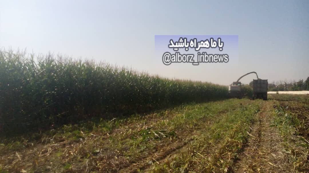 برداشت ۳۰ هزار تن ذرت علوفه ای از مزارع کرج