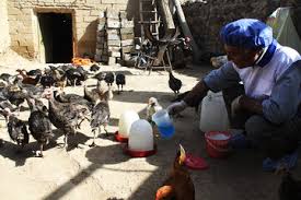 مایه کوبی 60 هزار قطعه طیور بومی و سنتی در شهرستان مهاباد مایه کوبی 60 هزار قطعه طیور بومی و سنتی در شهرستان مهاباد