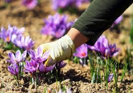 برداشت زعفران در نخستین مزارع شهرستان مهاباد برداشت زعفران در نخستین مزارع شهرستان مهاباد