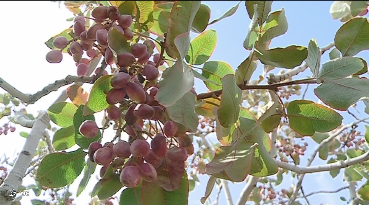 برداشت خندان های صادراتی، ارمغان سفره پرسخاوت کویر برداشت خندان های صادراتی، ارمغان سفره پرسخاوت کویر