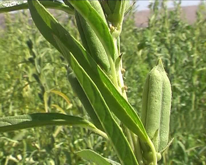 برداشت کنجد در رامهرمز برداشت کنجد در رامهرمز