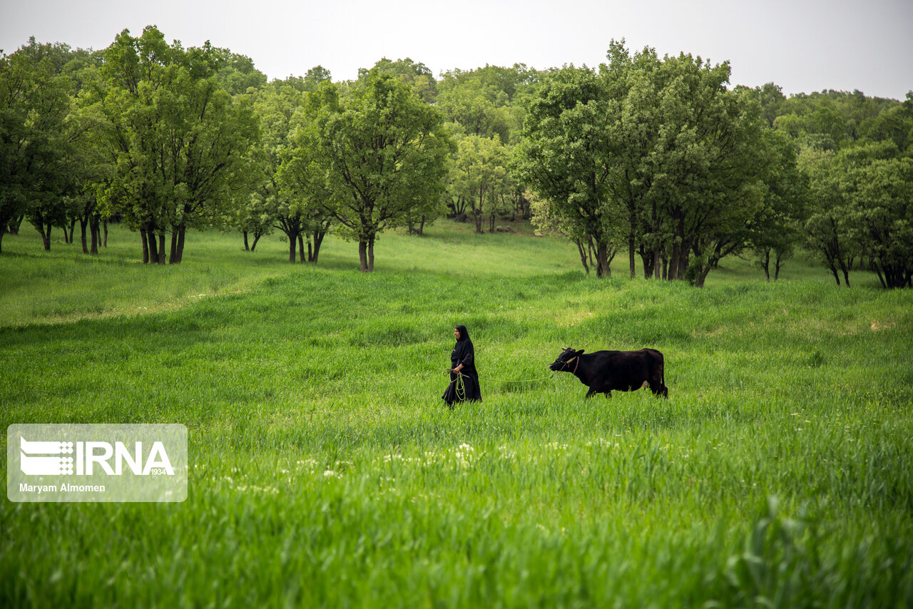 جنگل های بلوط زاگرس جنگل های بلوط زاگرس
