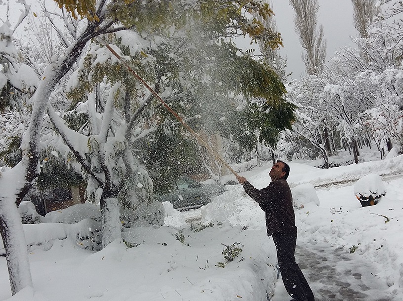 شاخه های برف گرفته درختان را بتکانید