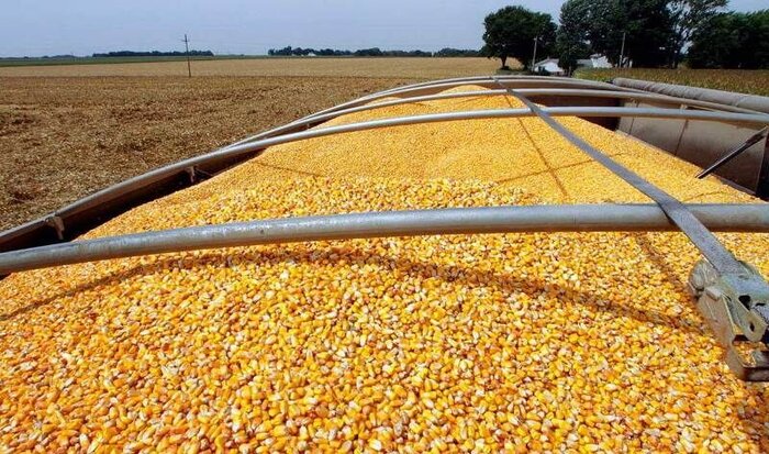 کشف ۱۳۴ تن نهاده دامی قاچاق در نظرآباد کشف ۱۳۴ تن نهاده دامی قاچاق در نظرآباد