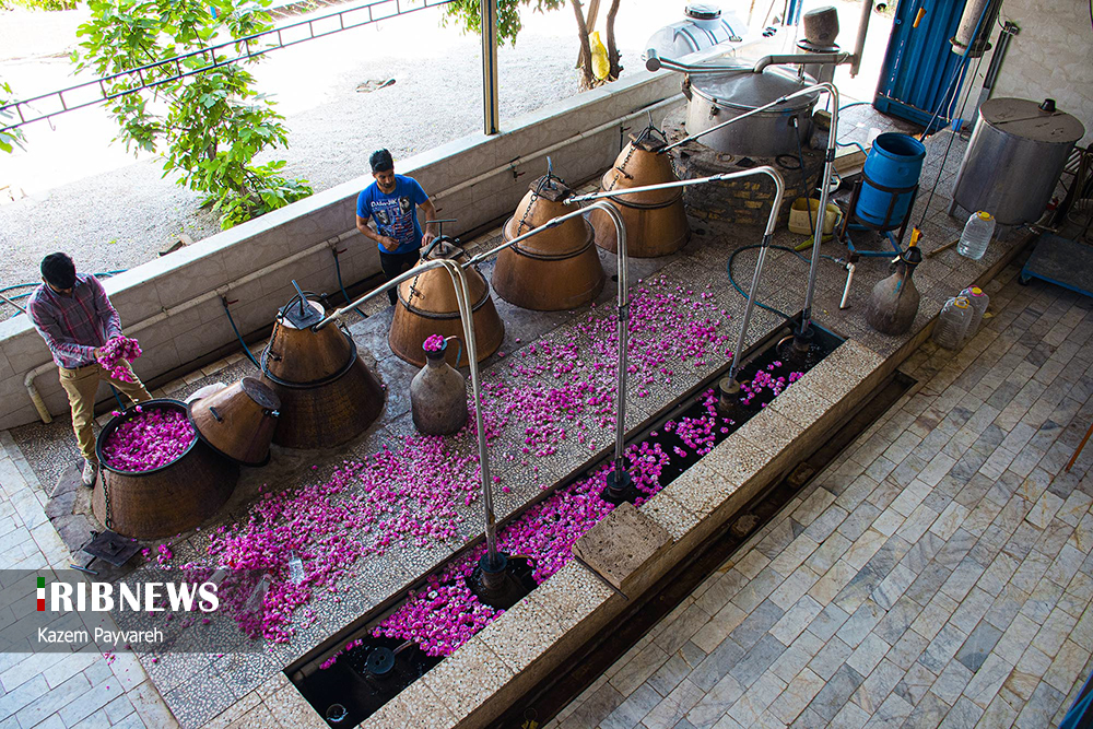 سایه سنگین کرونا بر گردشگری پایتخت گل و گلاب سایه سنگین کرونا بر گردشگری پایتخت گل و گلاب