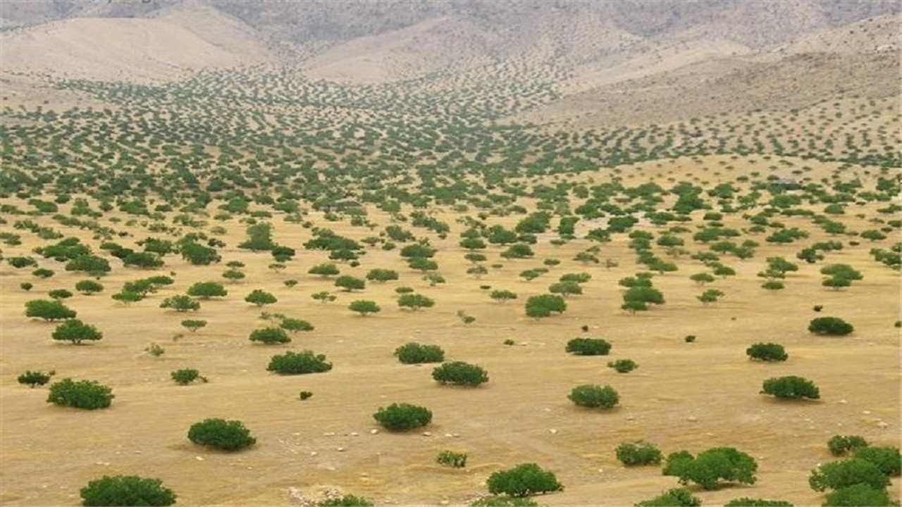 ۸۱ هزار هکتار از عرصه‌های بیابانی خوزستان نهالکاری شده اند