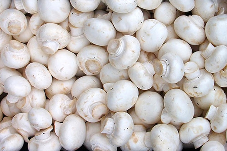 قارچ را حتما منظم بخورید قارچ را حتما منظم بخورید